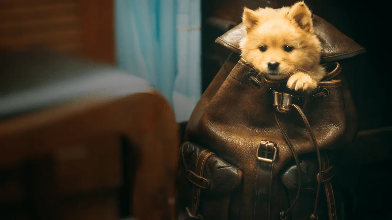 Imagen de Batong (Hachiko) cuando cachorro