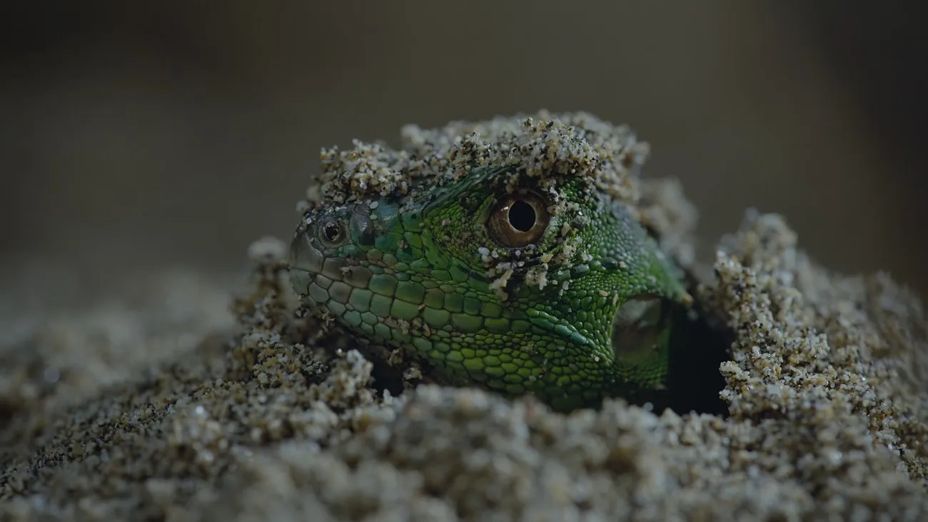 Naturaleza de pesadilla Estreno Netflix octubre