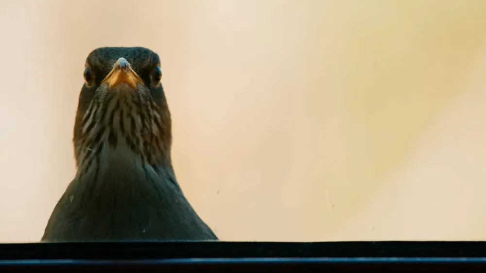 JGAATISEAZCETL2MAPLF2UPMRA-min