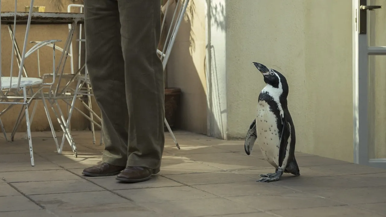 Lecciones de un pinguino película de Diamond Films